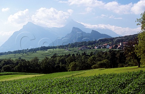 Vineyards around village of Jenins with the Flscherberg in distance  Switzerland   Bndner Herrschaft  Eastern Switzerland