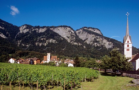 Vineyard at Malans Switzerland     Bndner Herrschaft  Eastern Switzerland