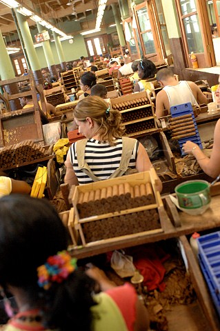 Cigar production at Partagas  Havana Cuba