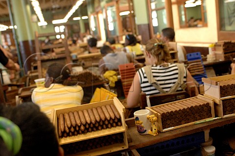 Cigar production at Partagas  Havana Cuba