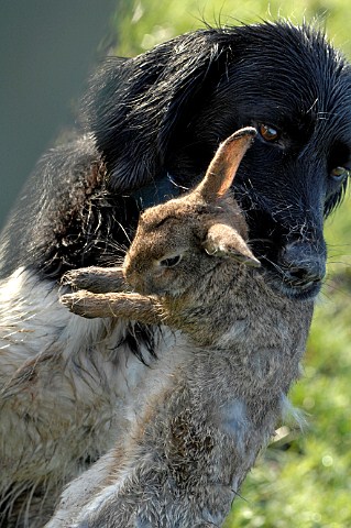 Dog carrying a rabbit shot during hunting  Belgium