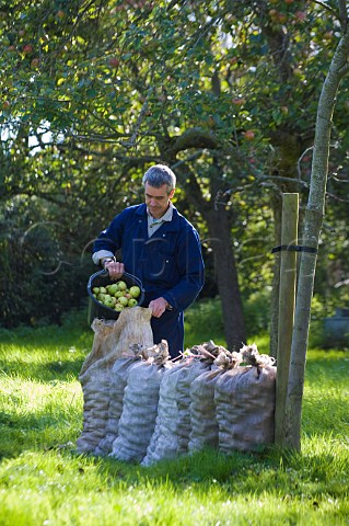 Collecting cider apples in apple orchard near Glastonbury Somerset England