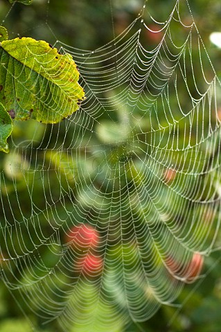 Dew on spider web on an autumn morning in cider apple orchard at Compton Dando Somerset England