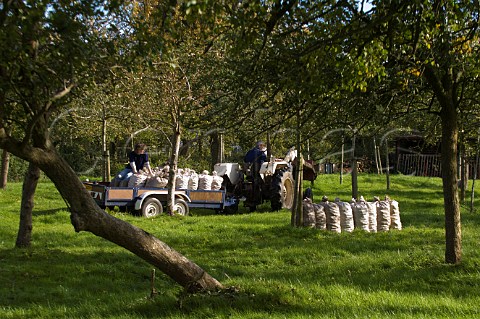 Collecting cider apples in apple orchard near Glastonbury Somerset England