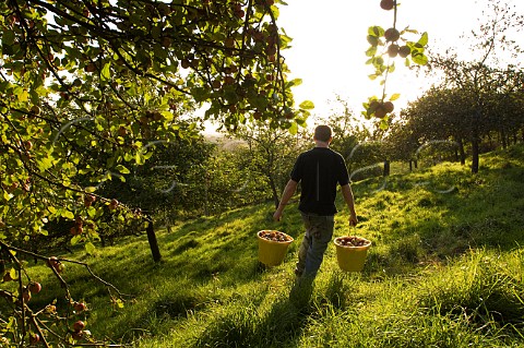 Collecting cider apples by hand  Wilkins Cider Orchard Landsend Farm Mudgley Wedmore Somerset England