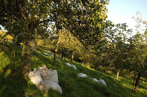 Sacks of hand collected cider apples  Wilkins Cider Orchard Landsend Farm Mudgley Wedmore Somerset England