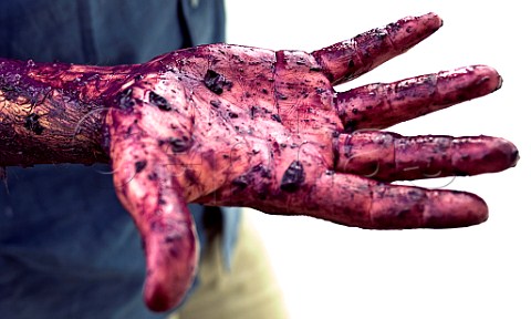 Hand covered in grape pomace   Sadie Family Wines  Paardeberg Malmesbury South Africa   Swartland
