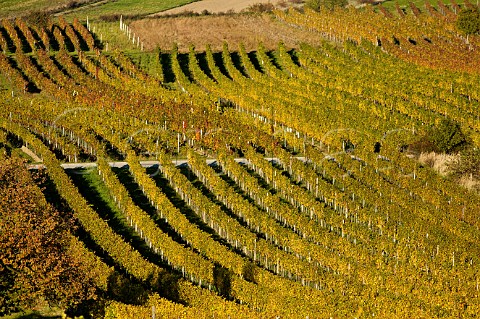 Vineyards near near Schtzen am Gebirge Burgenland Austria  NeusiedlerseeHgelland