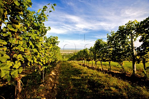 Goldberg vineyard with the Neusiedler See in distance   Purbach Burgenland Austria   NeusiedlerseeHgelland