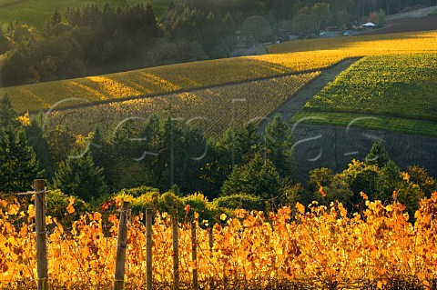Autumnal Pinot Noir vines in Bella Vida vineyard with Erath Winery and Knudsen vineyards beyond in the Dundee Red Hills near Dundee Oregon USA  Willamette Valley