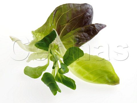 Salad leaves on a white background