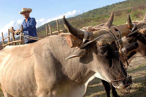 Farmer with oxen Cuba