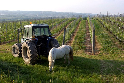Horse and tractor in vineyard of Tenuta LIlluminata La Morra Piemonte Italy Barolo