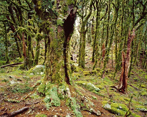 Beech forest Mt Stokes Marlborough Sounds South Island New Zealand