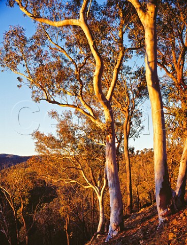 Brittle Gums at sunset Encalyptus manifera Abercrombie River National Park New South Wales Australia