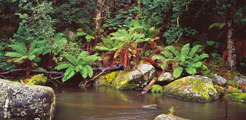 Manning River Barrington Tops National Park New South Wales  Australia