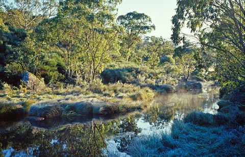 Frost at sunrise Barrington Tops National Park New South Wales Australia