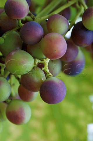 Veraison of Dornfelder grapes in vineyard of Domaine du Chenoy Belgium