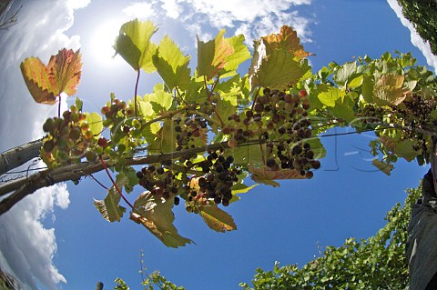 Veraison of Dornfelder grapes in vineyard of Domaine du Chenoy Belgium