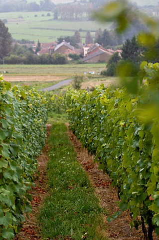 Vineyards of Domain Poirier du Loup Torgny Belgium