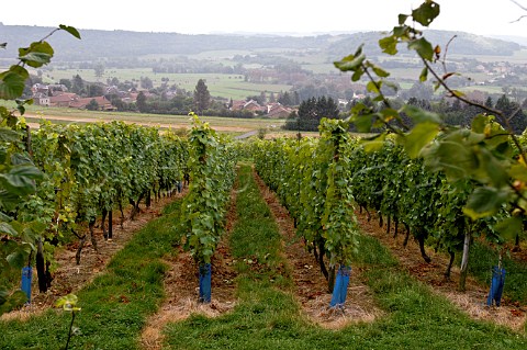 Vineyards of Domain Poirier du Loup Rouvroy Belgium
