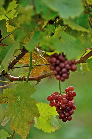Dornfelder grapes in vineyard of Domaine Kluisberg Belgium