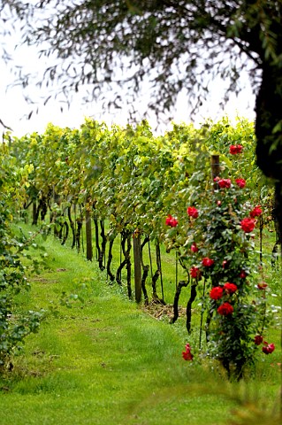 Roses in vineyard of t Convent Reninge Belgium