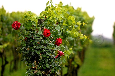 Roses in vineyard of t Convent Reninge Belgium