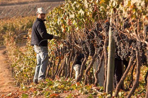 Removing leaves prior to harvesting Cabernet Sauvignon grapes in vineyard of Via San Pedro Maule Chile
