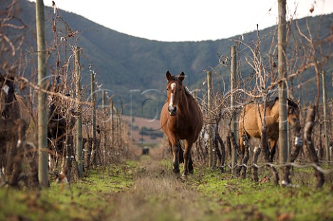 Horses in organic vineyard of Caliterra Colchagua Valley Chile