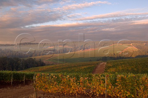 View over Bella Vida Vineyards with Knudsen Vineyards beyond  Dundee Oregon USA  Willamette Valley