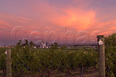 Cabernet Sauvignon vineyard of Seven Hills at sunrise  Oregon USA  Walla Walla Valley