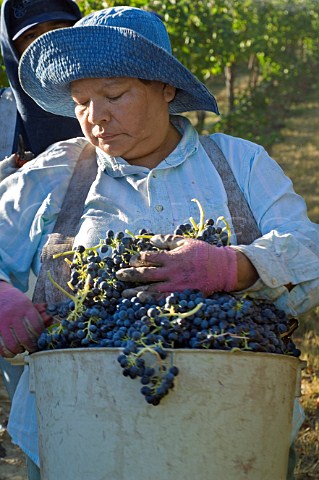 Vineyard worker in vineyard of Seven Hills during harvest  Oregon USA  Walla Walla Valley