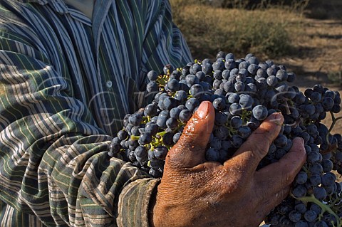Holding harvested Cabernet Sauvignon grapes in vineyard of Seven Hills Oregon USA  Walla Walla Valley