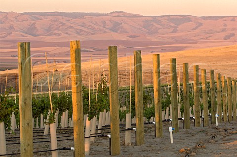 Vineyard of Seven Hills Oregon USA  Walla Walla Valley