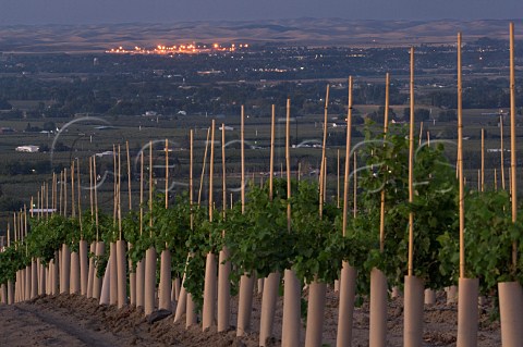 Vineyard of Seven Hills Oregon USA  Walla Walla Valley