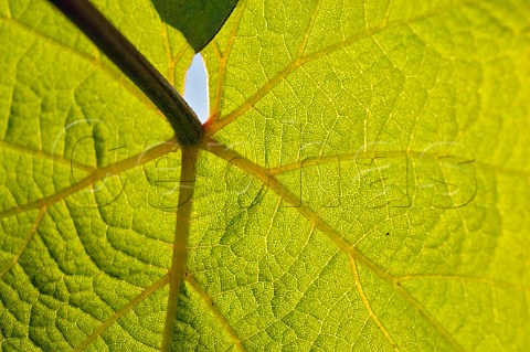 Pinot Noir leaf in Anne Amie vineyard  Carlton Oregon USA  Willamette Valley