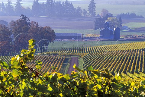 Pinot Noir vineyard of Stoller in foreground with Pinot Gris and the winery in distance Dundee Oregon USA  Willamette Valley