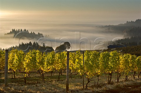 Low clouds in Willamette Valley seen from Maresh vineyard Red Hills  Dundee Oregon USA  Willamette Valley