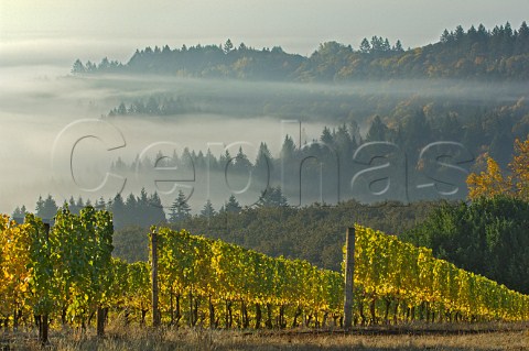 Low clouds in Willamette Valley seen from Maresh Red Hills Vineyard Dundee Oregon USA  Willamette Valley