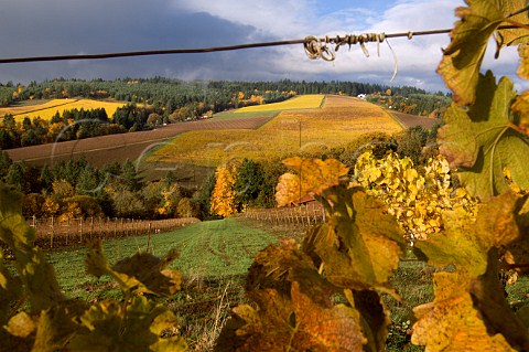 Autumn colours over Knudsen and Bella Vida vineyards seen from Maresh vineyard Red Hills  Dundee Oregon USA  Willamette Valley