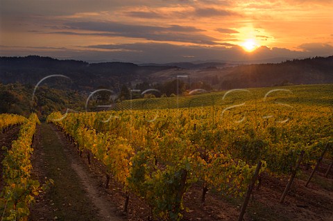 Sunset over La Boheme vineyard of Elk Cove  Oregon USA  Willamette Valley