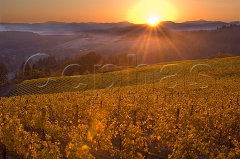 Sunset over La Boheme vineyard of Elk Cove  Gaston Oregon USA  Willamette Valley