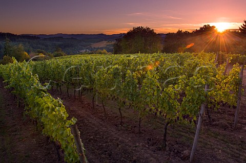 Sunset over Roosevelt Pinot Noir Vineyard of Elk Cove  Gaston Oregon USA  Willamette Valley