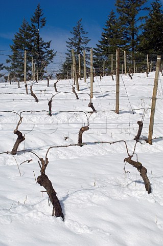 nowcovered vineyard at Elk Cove  Gaston Oregon USA  Willamette Valley