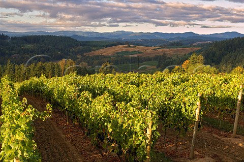 La Boheme vineyard of Elk Cove  Gaston Oregon USA  Willamette Valley
