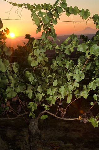 Sunset through vines at Five Mountain Vineyard Elk Cove  Gaston Oregon USA  Willamette Valley