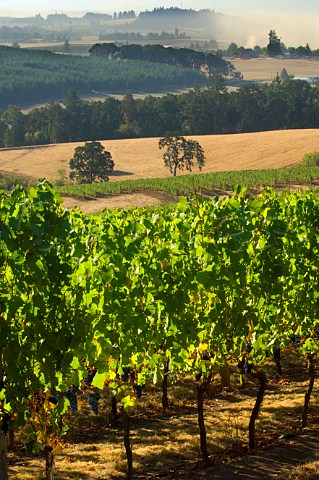 Mount Richmond vineyard of Elk Cove  Yamhill Oregon USA  Willamette Valley