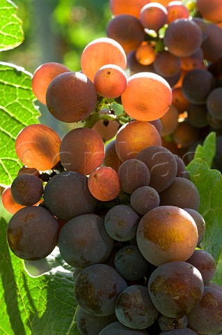 Pinot Gris grapes in Mount Richmond vineyard of Elk Cove  Yamhill Oregon USA  Willamette Valley