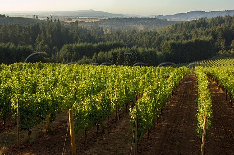 Windhill Pinot Noir vineyard of Elk Cove  Banks Oregon USA